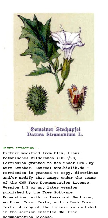 Datura stramonium L.